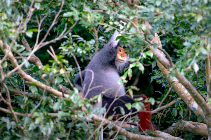 Observe wild animals in the forests of Ratanakiri