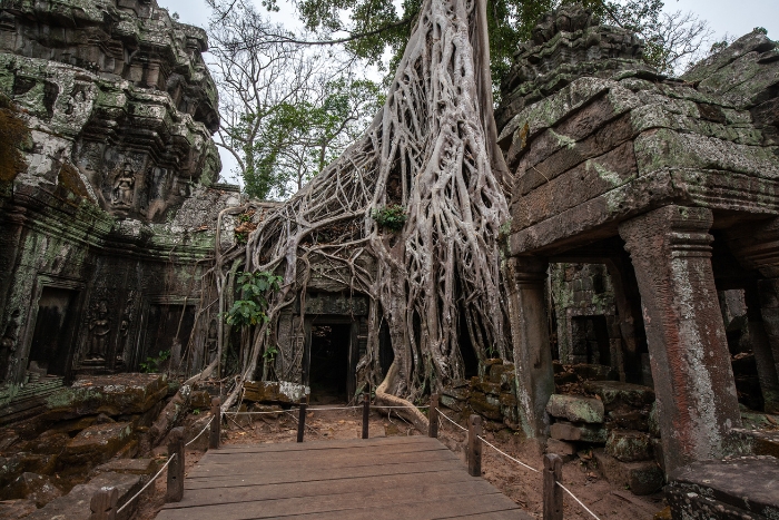 Ta Prohm Temple, famous for being overgrown by massive tree roots