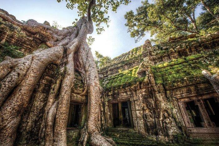 Tung tree area in Ta Prohm 