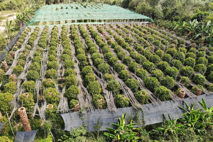 Pepper plantations in Kampot, Cambodia in April