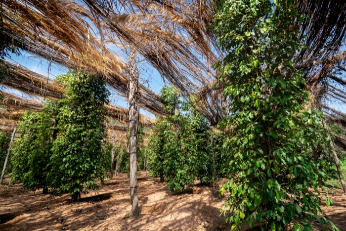 Pepper farms in Kampot, Cambodia in August