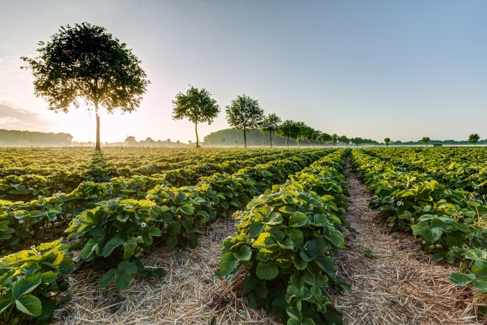 Visiting Cambodia in February, a pepper farm in Kampot