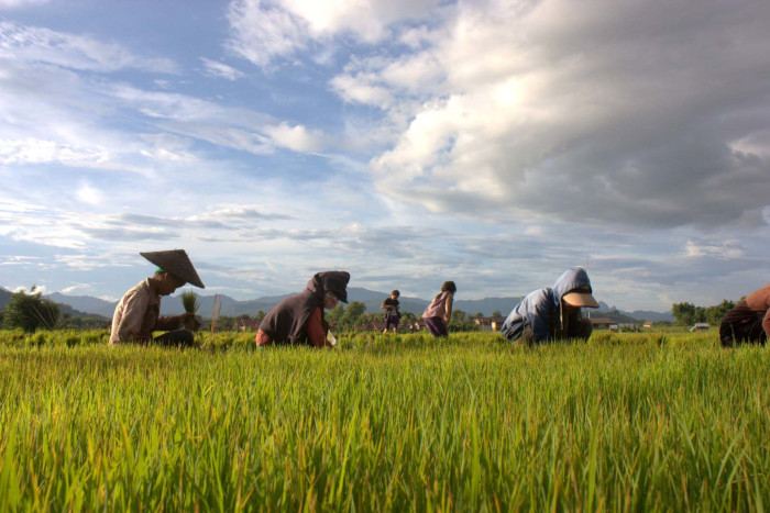 Discover sustainable practices and local flavors at Mai Savanh Lao Farm, a delightful addition to your 3 weeks in Laos.