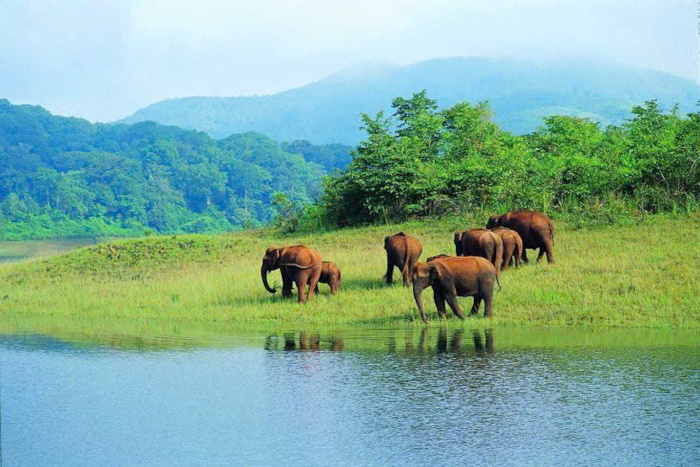 Meet elephants in Oudomxay