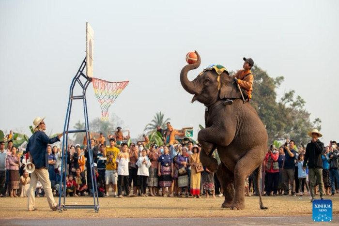 Xayaboury Elephant Center: Support elephant conservation - a key experience in northern Laos travel