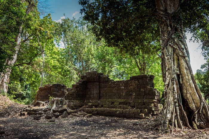 The Wat Tomo Temple is hidden deep within the jungle, shaded by towering trees