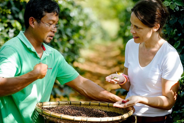 Tea and coffee plantations in Bolaven Plateau, Champasak