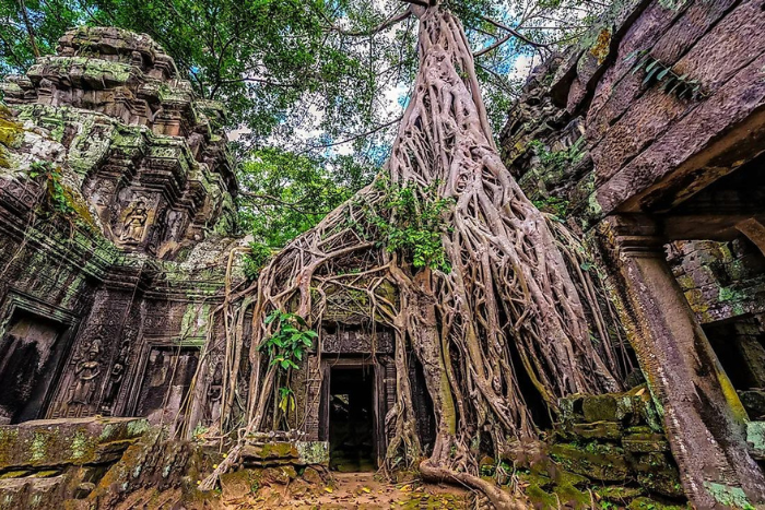 Discover one of the iconic sites of Cambodia - Ta Prohm temple