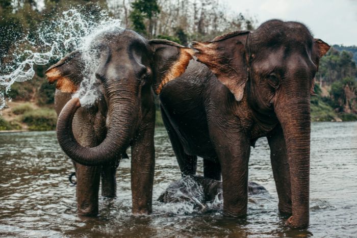 Find out the best time to visit Laos, and then travel to the “Land of a Million Elephants”