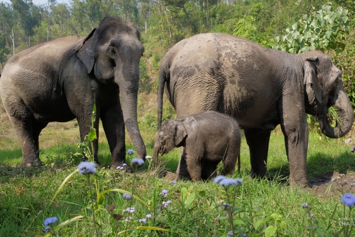 Elephant Haven - Sustainable Tourism in Thailand