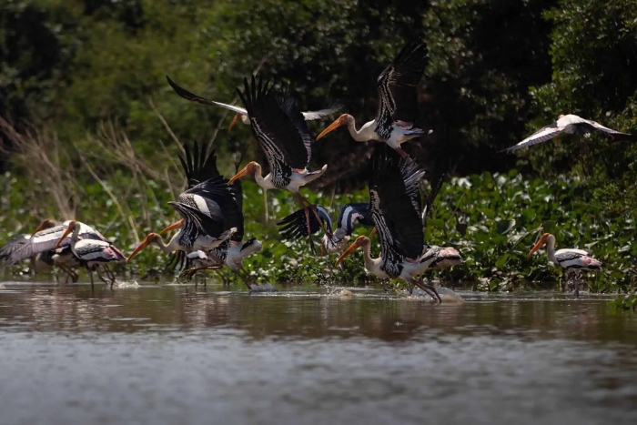 Prek Toal Bird Sanctuary at Tonle Sap Floating Village