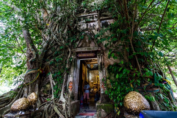 Wat Bang Kung in Amphawa - A temple buried in the roots of a banyan tree