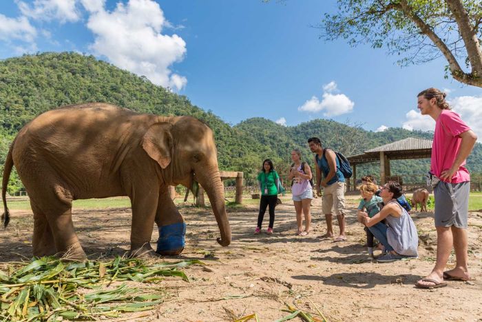 Elephant Nature Park in Chiang Mai