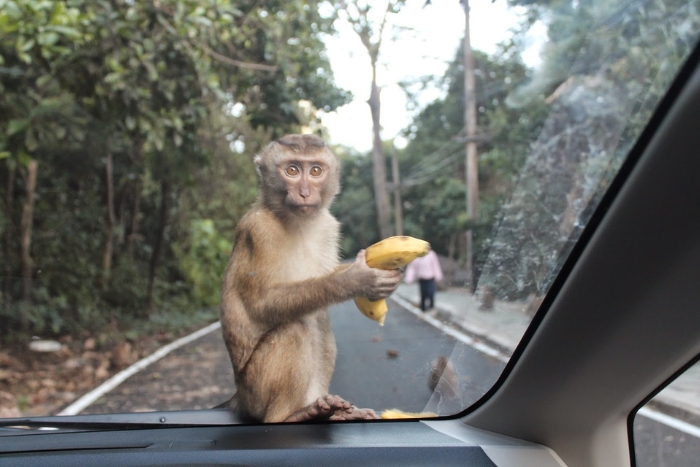 Go to see the monkeys at Khao To Sae