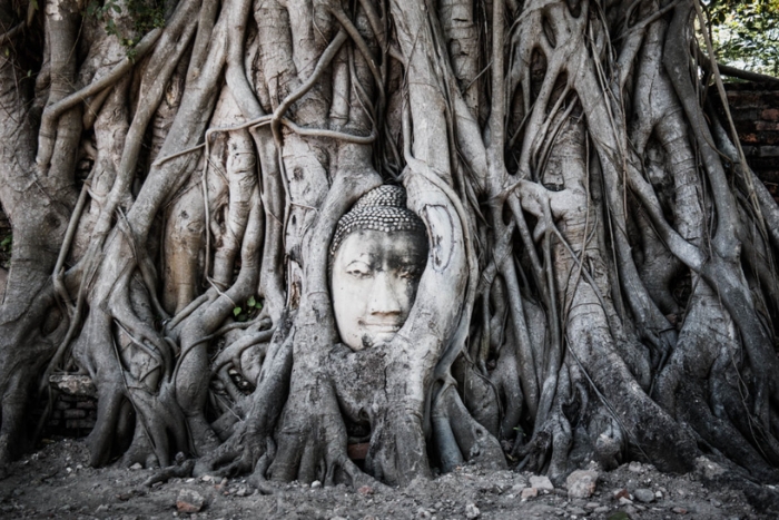 Discover Wat Maha That (Head embedded in tree)