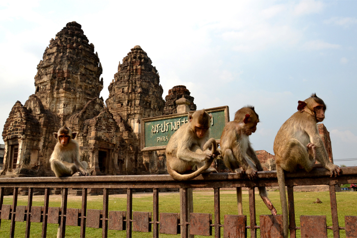 What to do in central Thailand? Lopburi: The city of monkeys