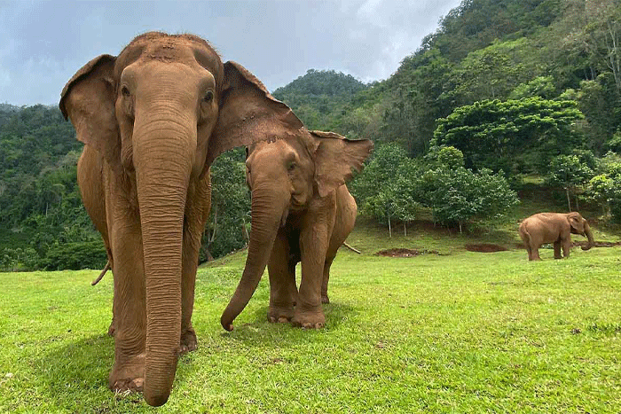 Visit Elephant Nature Park