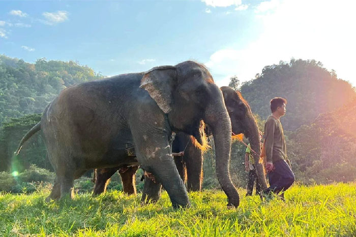 Jungle trekking in Chiang Mai