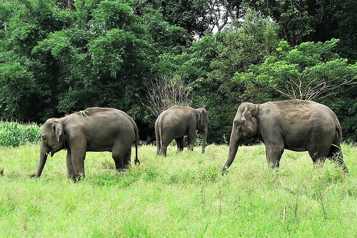 Elephant conservation centers in Chiang Mai