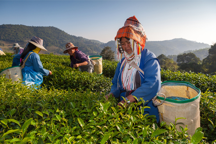 Don't forget to buy Thai oolong and green tea in Chiang Rai