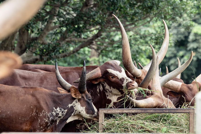 Opportunity to interact with friendly animals at its petting zoo at Singha park Chiang Rai