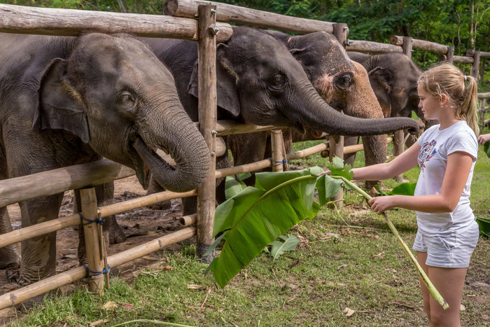 Elephant sanctuaries in Chiang Rai