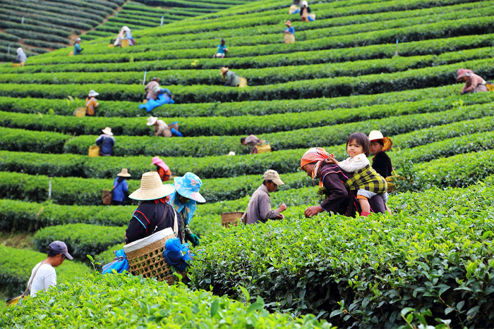 Tea plantations in Chiang Rai