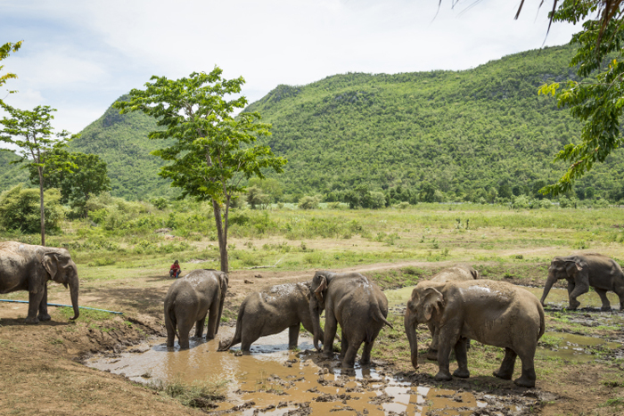 ElephantsWorld, elephant conservation center