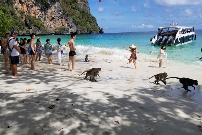 3-day Koh Phi Phi itinerary, what to do? Visit Monkey Beach, Koh Phi Phi Don