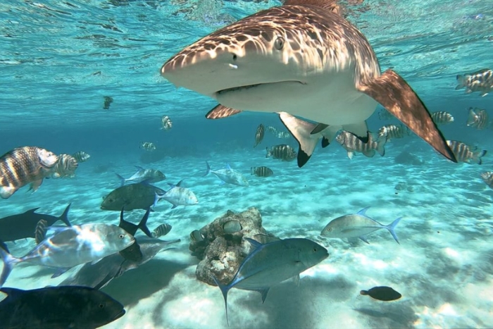 Shark Point - a must-see in Koh Phi Phi