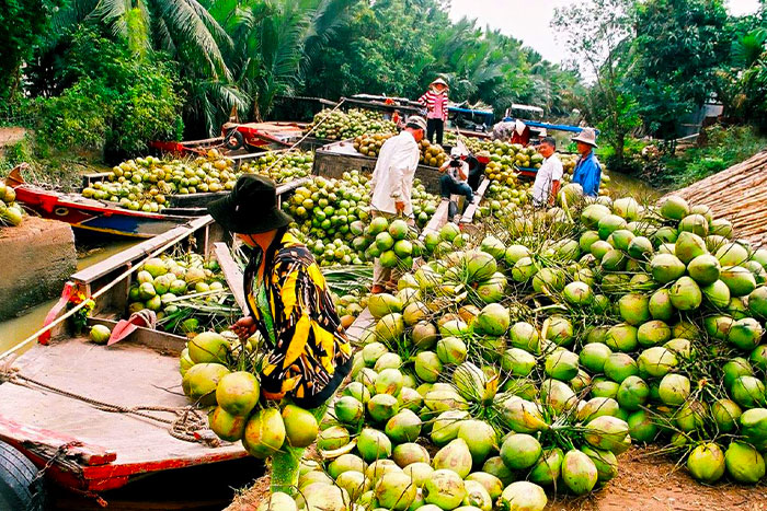 Ben Tre with its incredible Specialty: Coconuts