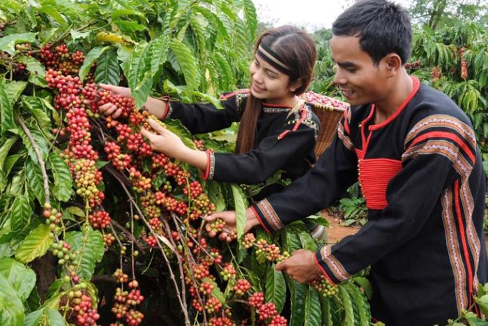 Coffee flower season In Buon Ma Thuot, Central Highland of Vietnam