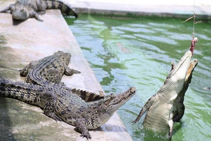 Long Xuyen Crocodile Camp