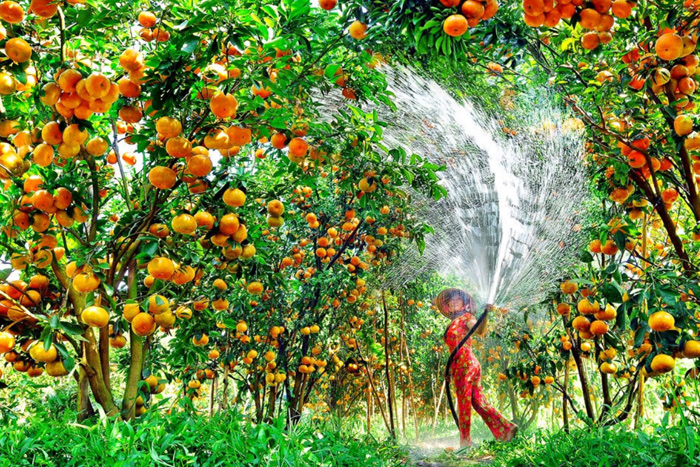 A tropical fruit garden in Can Tho