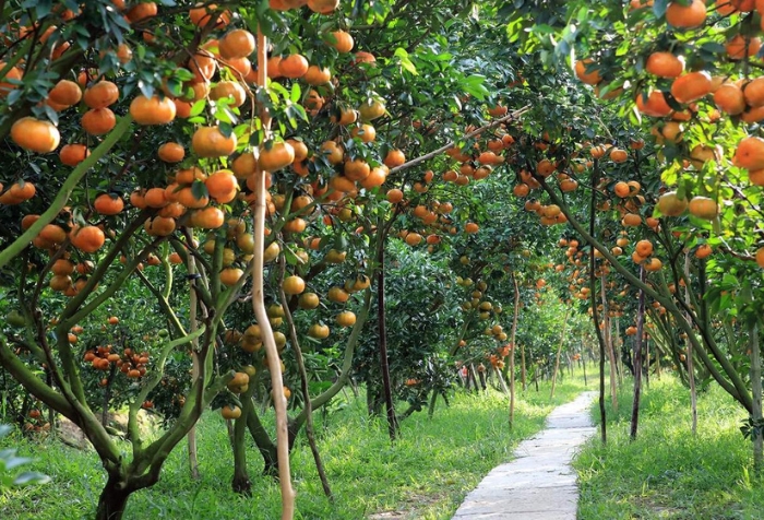 Ba Hien Can Tho fruit garden