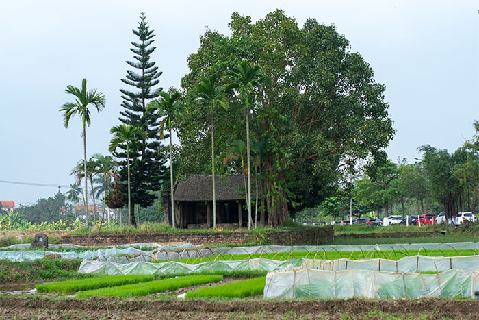 Ancient house of Duong Lam village