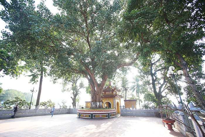 Bodhi tree in Tran Quoc Pagoda