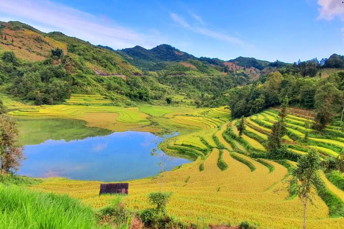 Rice terraces during the harvest season in Bac Ha, Vietnam