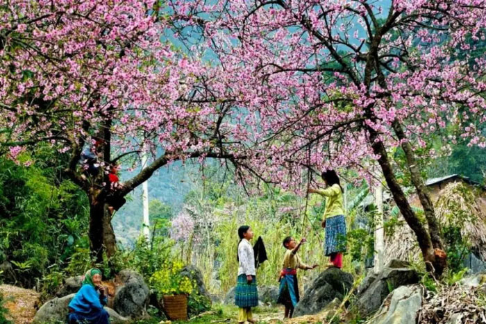 Peach Blossom Garden