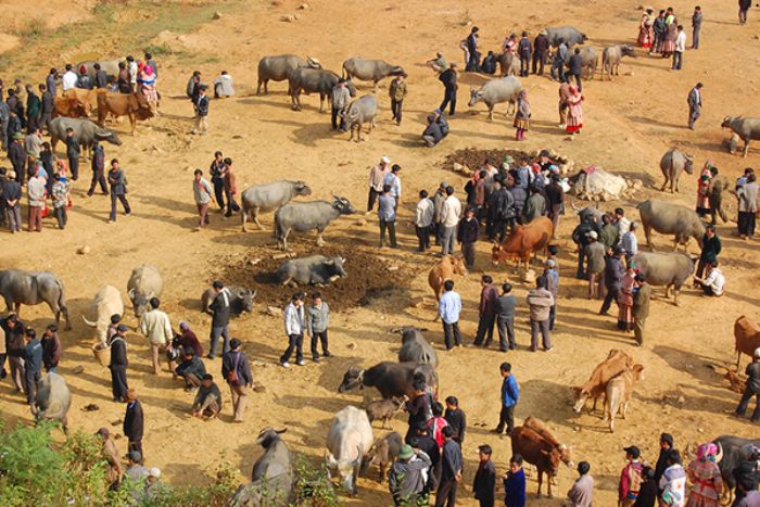 Can Cau Ethnic Market - The largest trading place for buffaloes