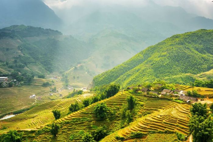 Rice terraces during the golden season in Sapa Vietnam