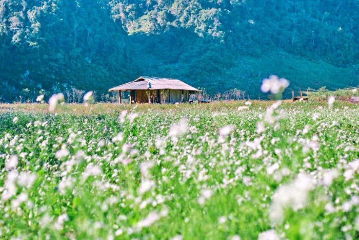 Moc Chau during the white mustard flower season in December