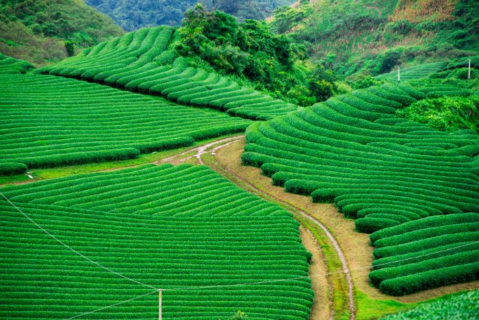 The lush green tea hills in Moc Chau