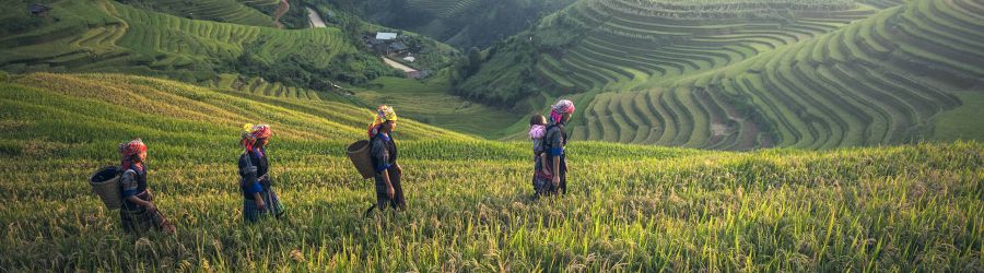 Visit Sapa or Mu Cang Chai?