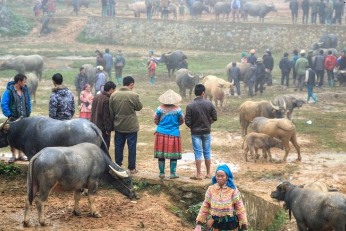 Buffalo market at Sin Cheng