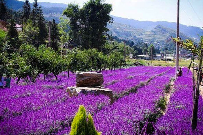 Flowers in Thai Giang Pho