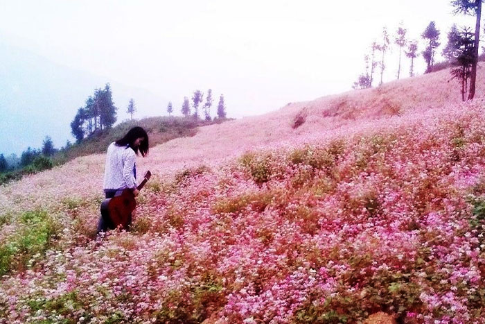 Sparking flowers blooming in Autumn, Bac Ha