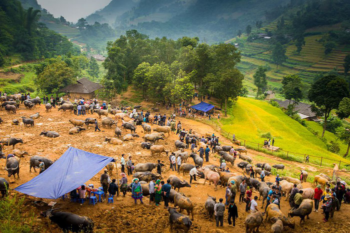 The buffalo market in Can Cau