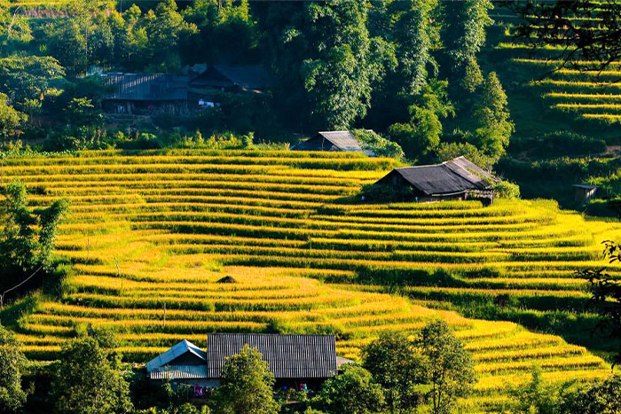 Vast golden terraced fields in Sapa during the harvest season