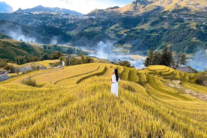 Ripe rice season in Y Linh Ho, northern Vietnam